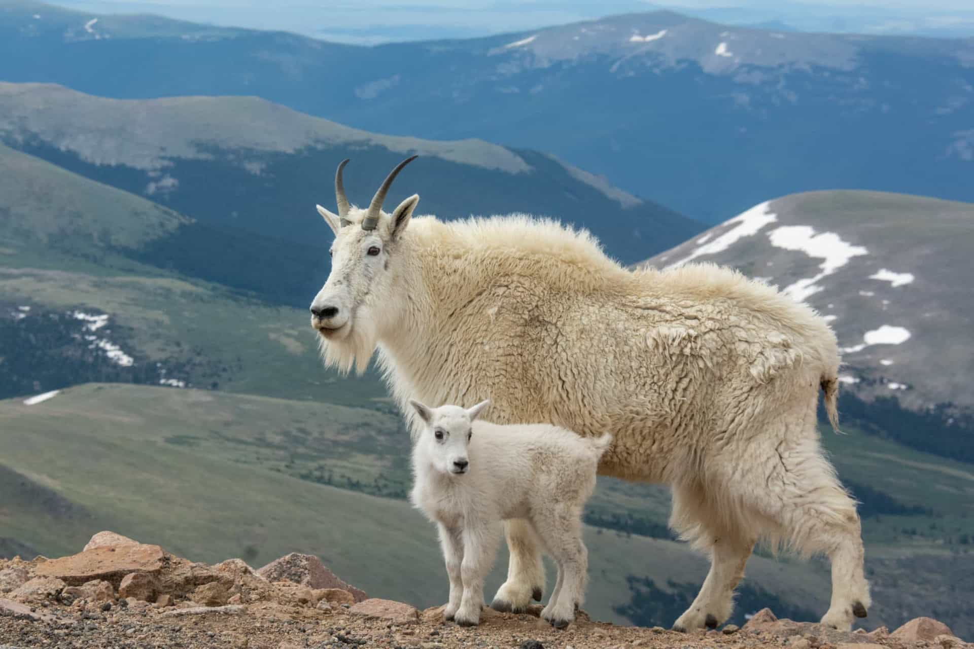 The most impressive horns and antlers in the animal kingdom