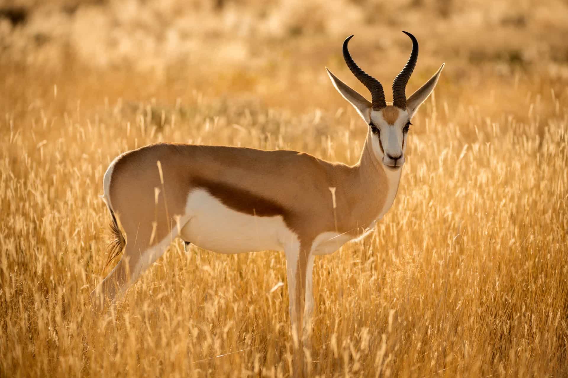 The most impressive horns and antlers in the animal kingdom