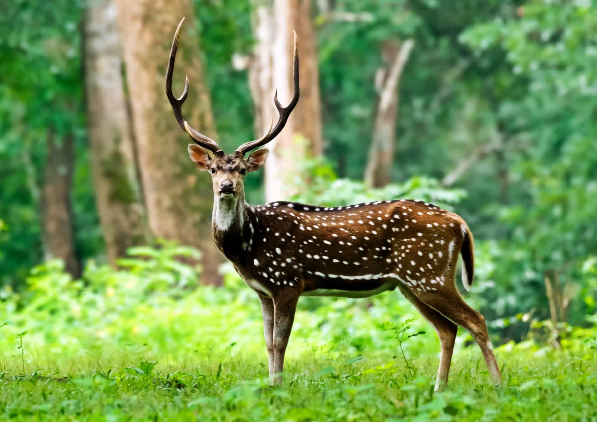 The most impressive horns and antlers in the animal kingdom