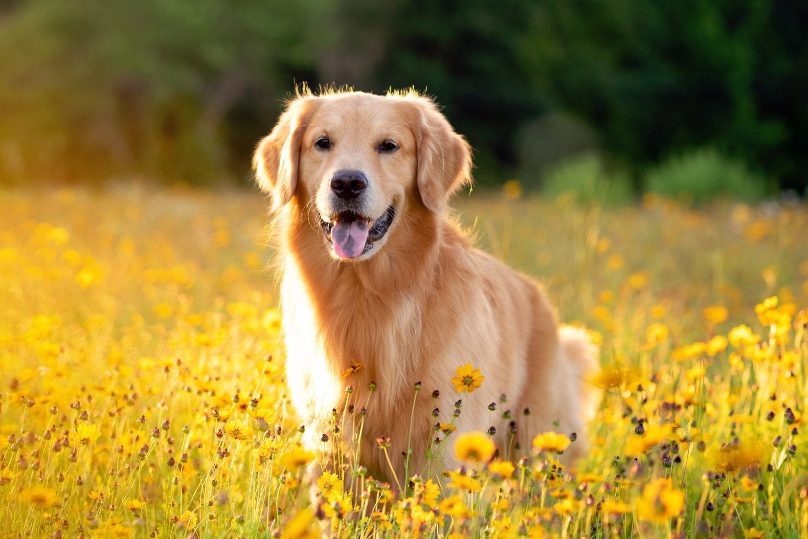 11 Easiest Dogs to Train That Make Obedient Pets