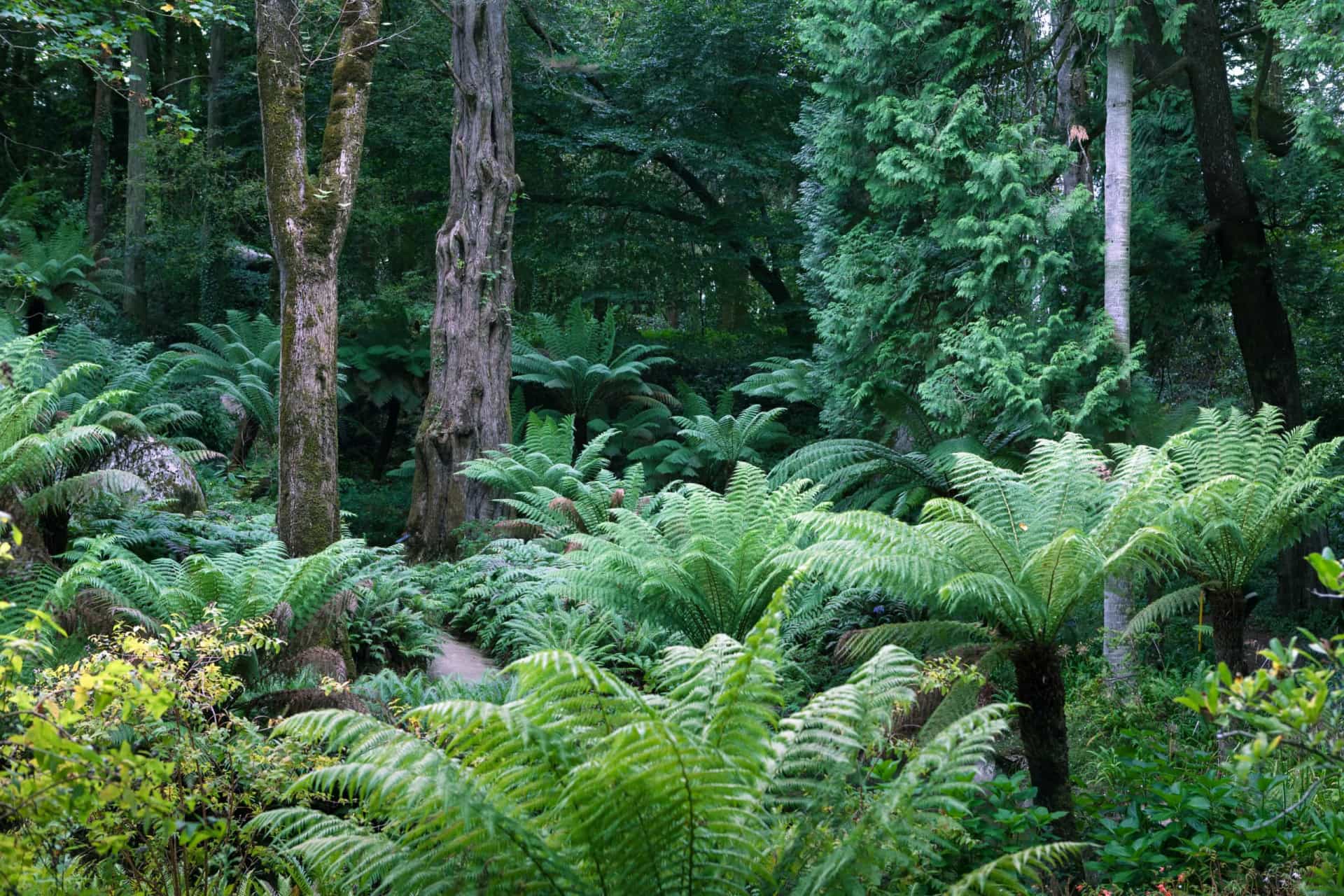 The history of mass extinction events on Earth