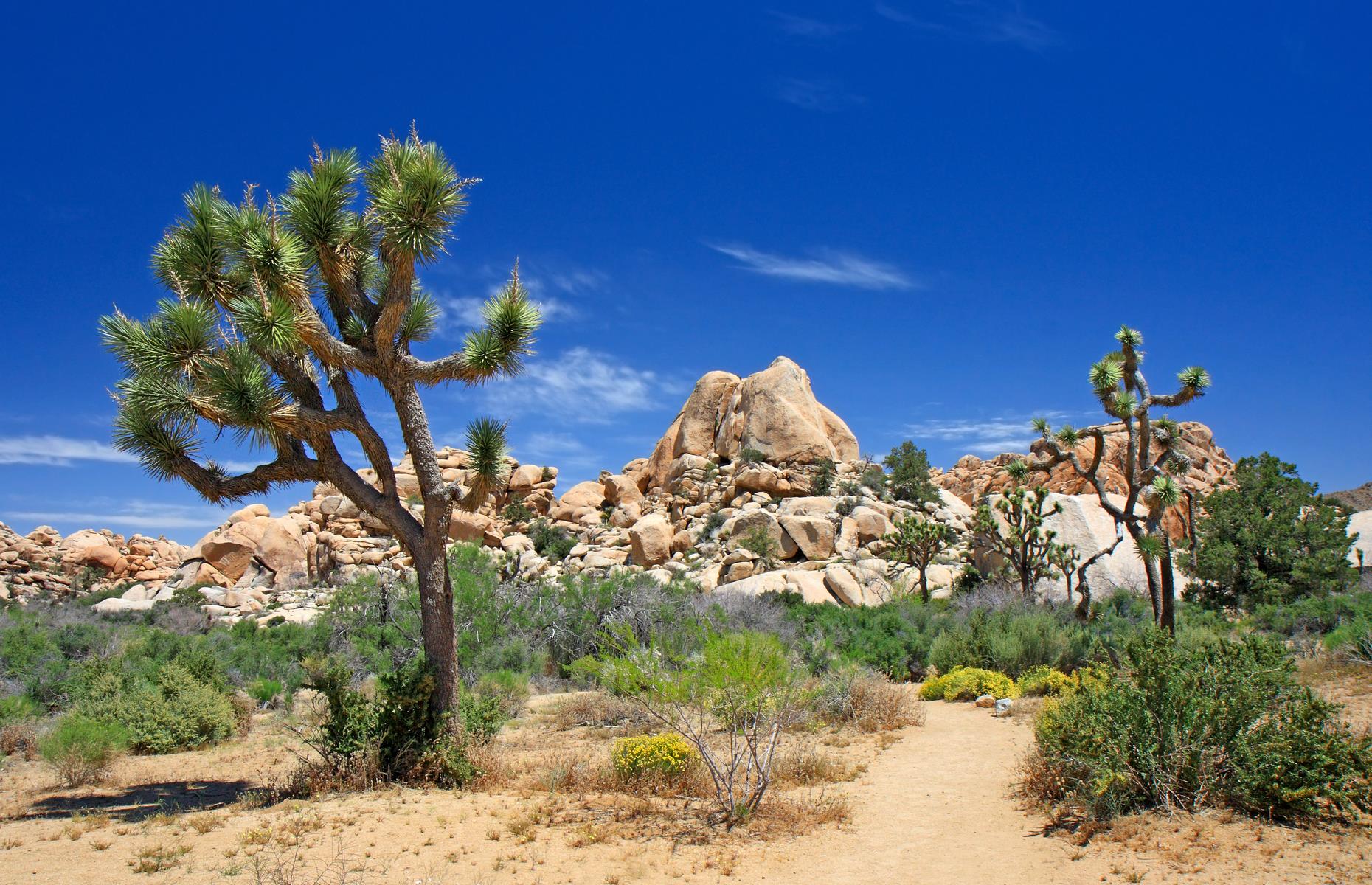 <p>Camping spots and hiking trails fill quickly at this beautifully bizarre national park during peak summer months, despite the often uncomfortably hot temperatures. Visit <a href="https://www.nps.gov/jotr/index.htm">Joshua Tree</a> – named for the spindly, spiky trees dotted throughout the landscape – in winter or spring instead. It’ll still be mild enough to sleep under canvas and gaze at the inky, star-filled night skies, while the desert trails and boulders should be far less crowded.</p>  <p><a href="https://www.loveexploring.com/galleries/97747/the-most-unique-place-to-camp-in-every-state-2021"><strong>Discover the most unique place to camp in every state</strong></a></p>