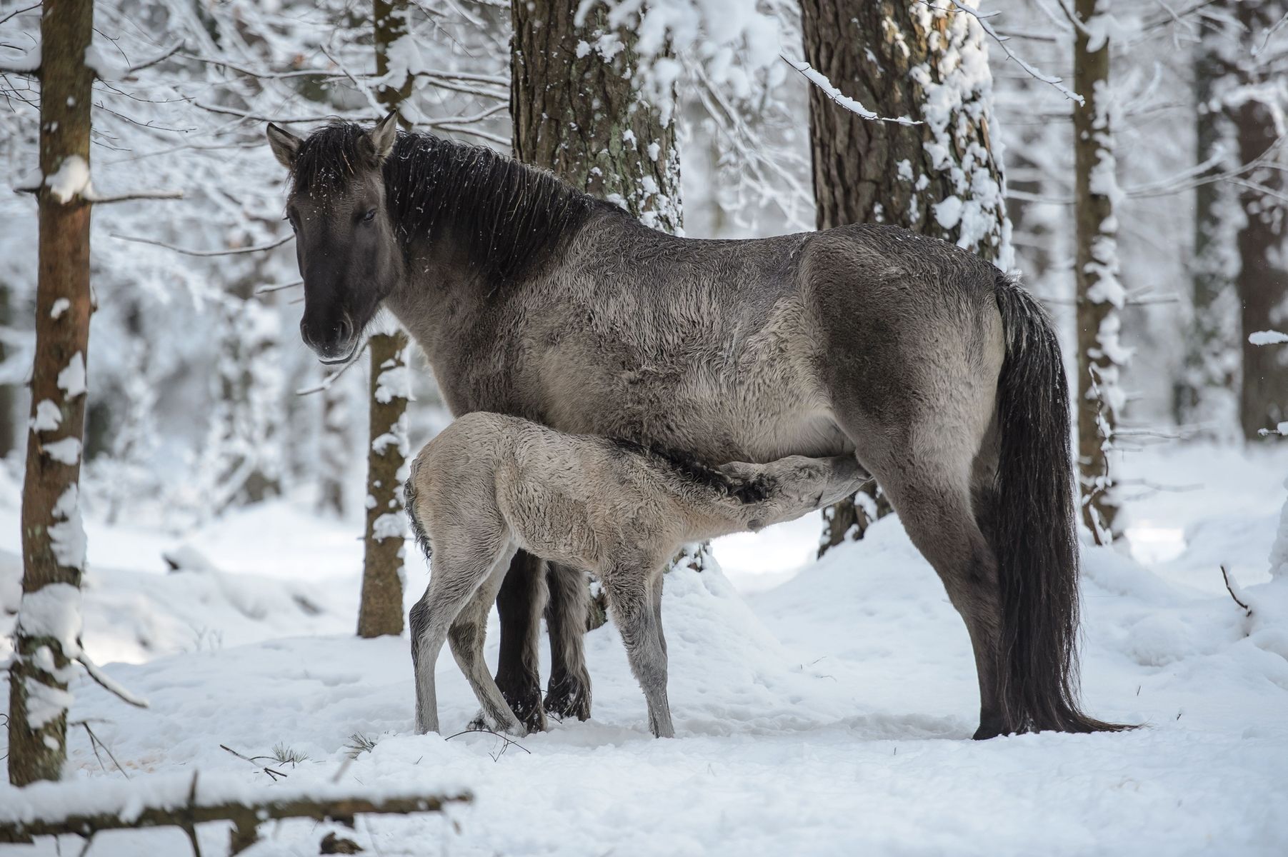 The longest gestations in the animal world