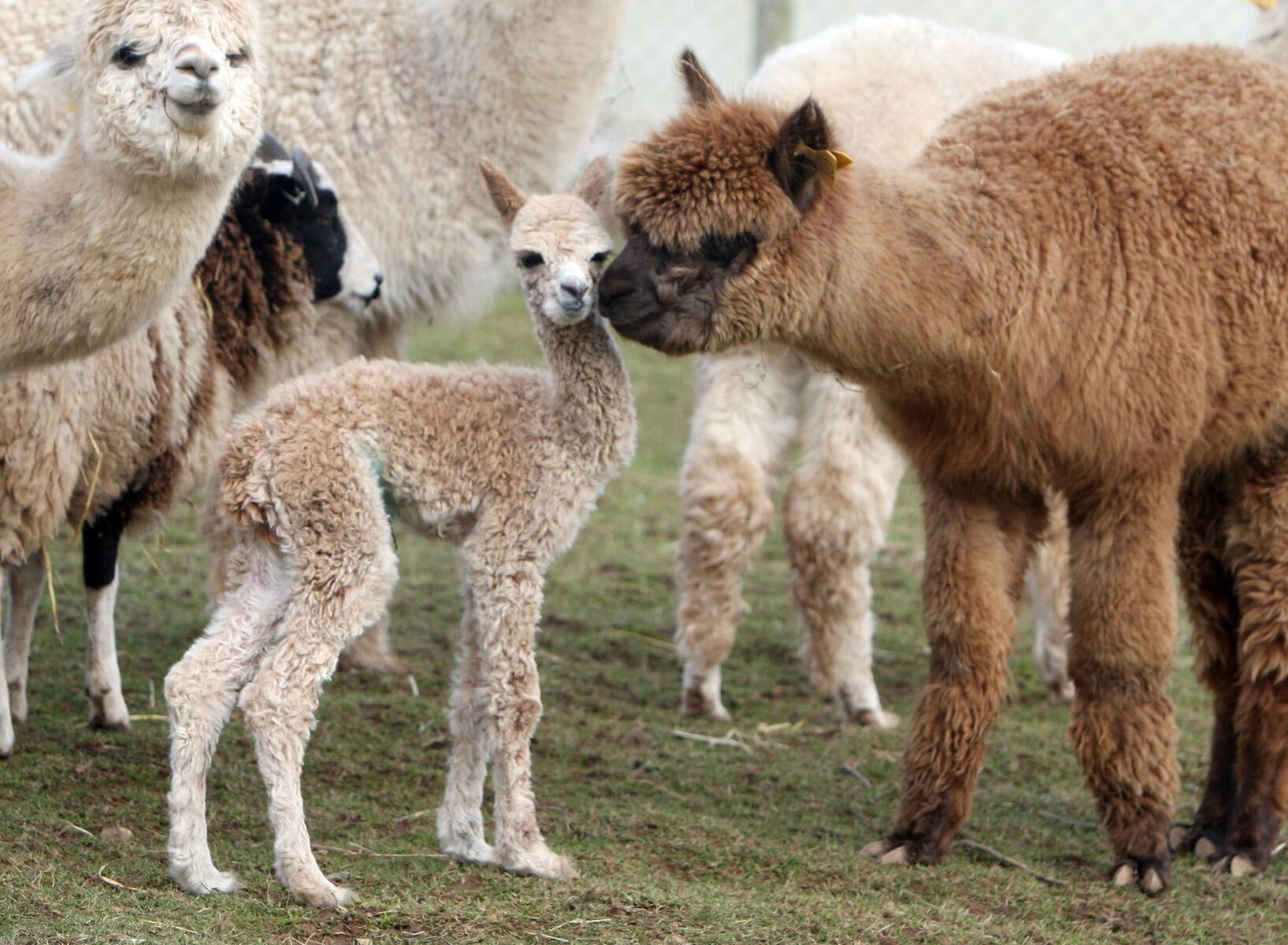 The longest gestations in the animal world