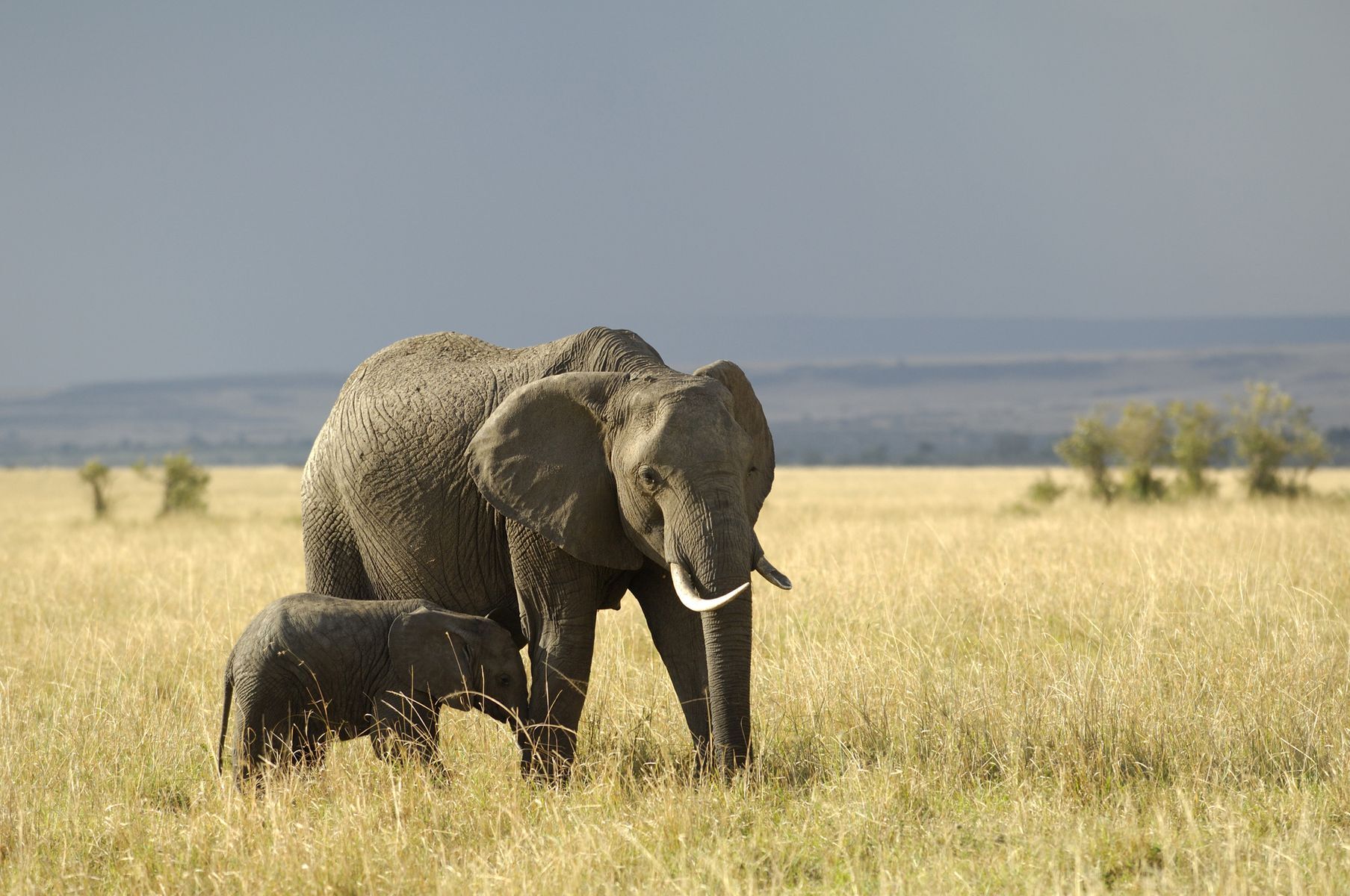 The longest gestations in the animal world