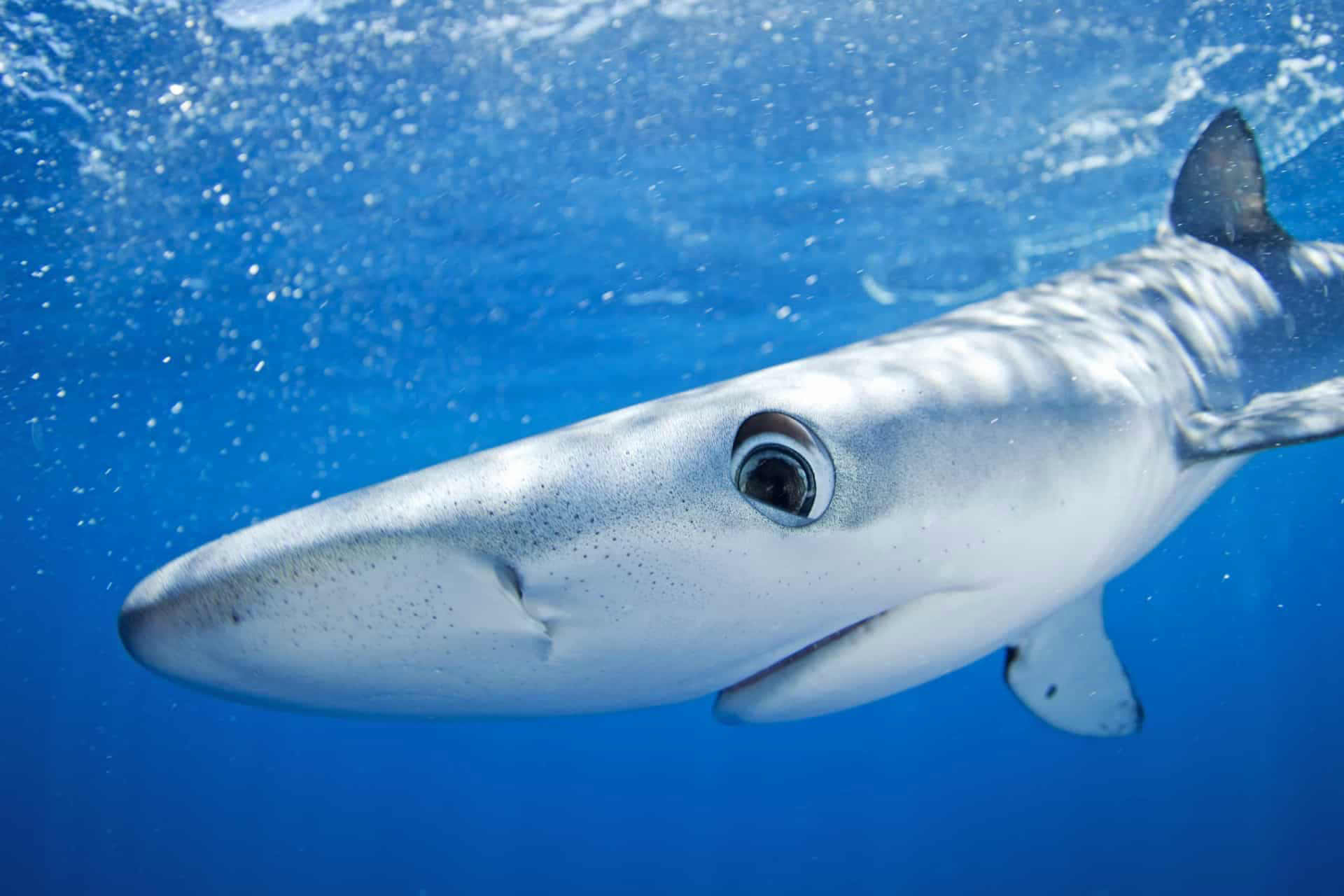 why-sharks-are-absolutely-necessary-to-our-existence