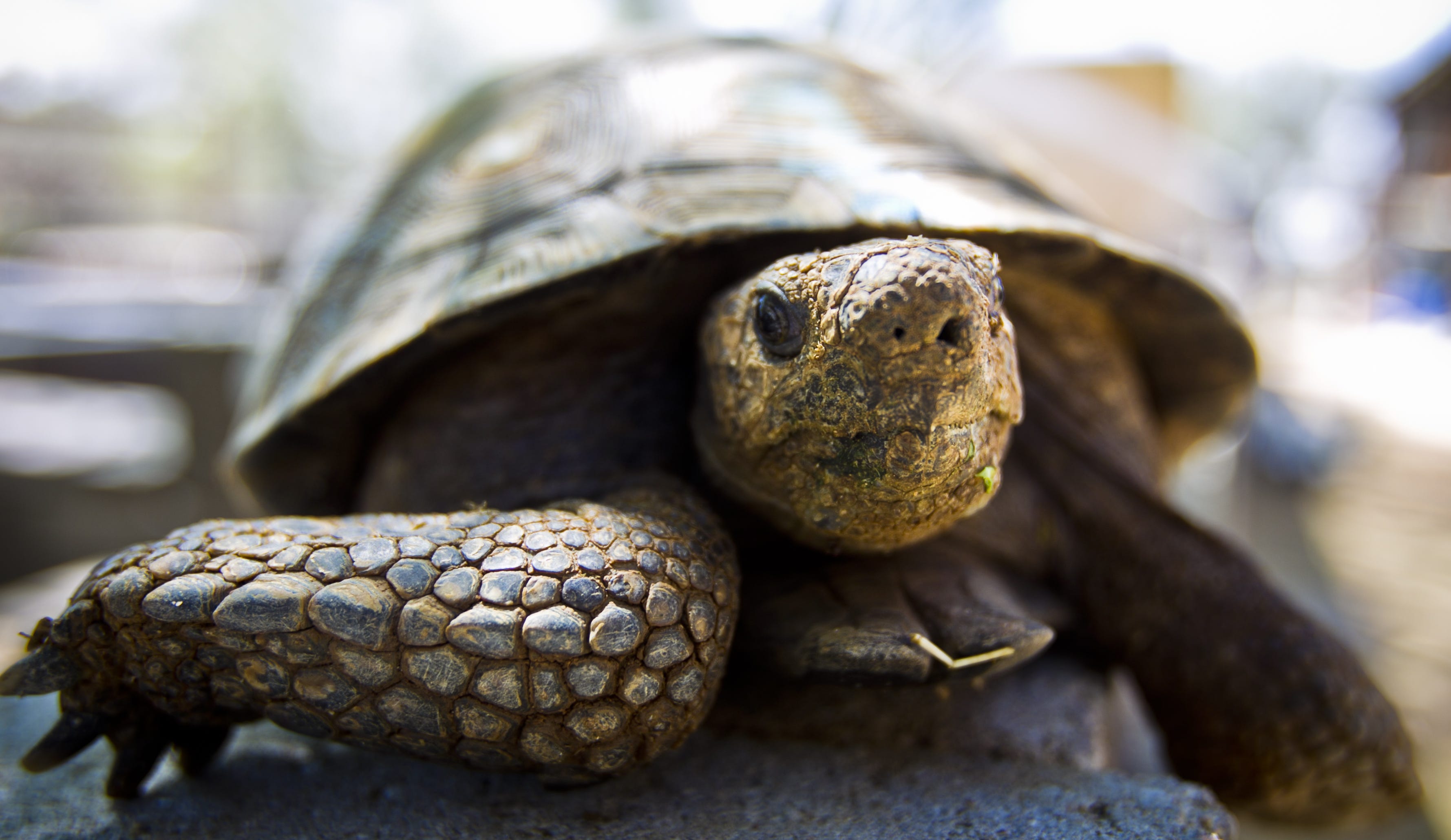 Sonoran Desert Tortoises Face Threats, But Feds Won't List The Species 