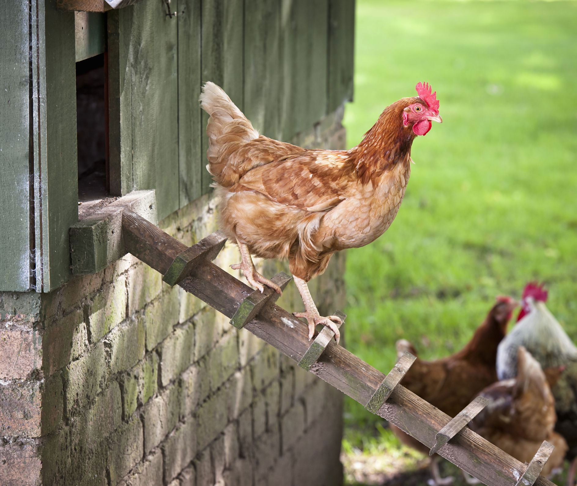 Your Brood Will Love These Backyard Chicken Coops