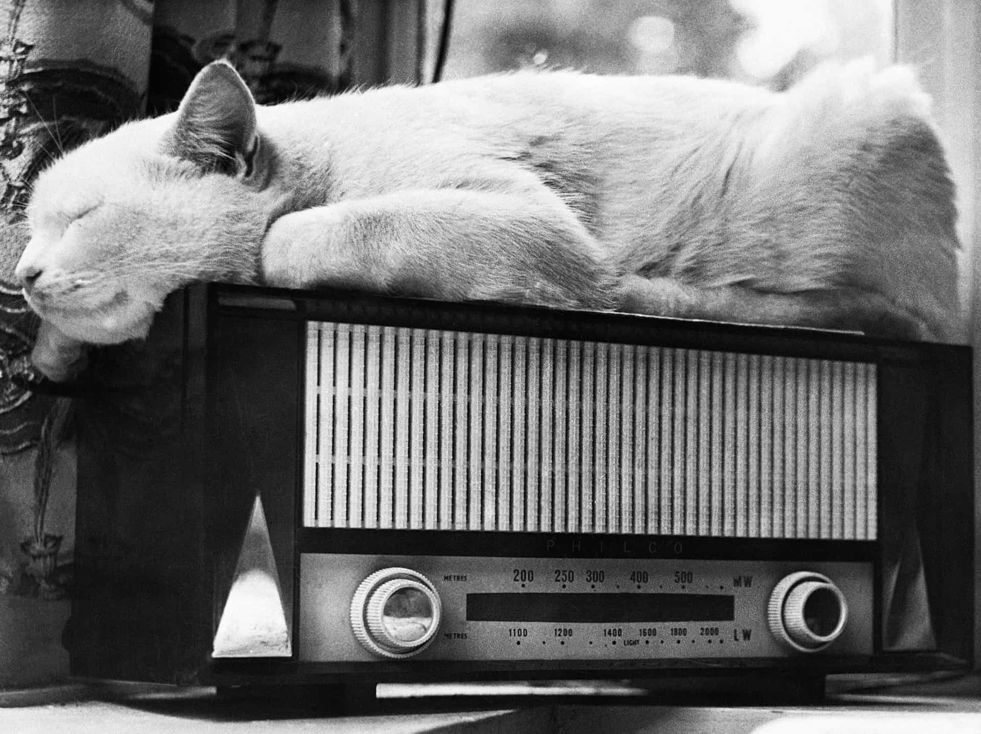 <p>Secret projects developed by the CIA during the Cold War ranged from the sinister to the truly comical. Launched in the 1960s, Operation Acoustic Kitty saw cats fitted with listening devices implanted in their ears in order to "spy" on the Kremlin and Soviet embassies.</p>