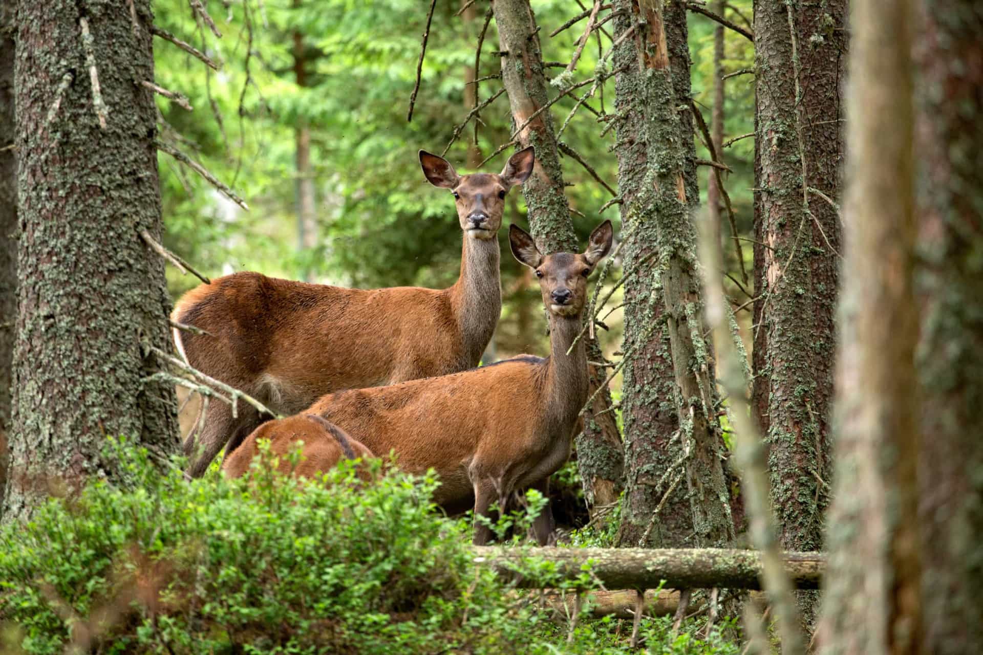 <p>After the electrified border fence separating the Soviet Union from the rest of Europe was dismantled in 1991, deer in the Czech Republic refused to cross the imaginary line along which the barricade once stood. Even today, these animals remain cautious of the frontier.</p><p>Sources: (<a href="https://www.history.com/news/bay-of-pigs-mistakes-cuba-jfk-castro" rel="noopener">History</a>) (<a href="https://www.livescience.com/tsar-bomba-secret-test-footage-declassified.html" rel="noopener">Live Science</a>) (<a href="https://www.autoweek.com/car-life/a1921896/chryslers-cold-warrior/" rel="noopener">Autoweek</a>) (<a href="https://web.archive.org/web/20210710213948/https://www.latinamericanstudies.org/cold-war/sovietsbomb.htm" rel="noopener">The Boston Globe</a>) (<a href="https://www.npr.org/sections/thetwo-way/2017/10/27/560345132/documents-offer-insights-into-soviet-view-of-jfks-assassination?t=1644926751787" rel="noopener">NPR</a>) (<a href="https://www.nbcnews.com/storyline/fidel-castros-death/fidel-castro-cia-s-7-most-bizarre-assassination-attempts-n688951" rel="noopener">NBC News</a>) (<a href="https://www.defense.gov/Multimedia/Photos/igphoto/2001080694/" rel="noopener">Department of Defense</a>) </p><p>See also: <a href="https://www.starsinsider.com/lifestyle/277470/the-worlds-most-notorious-spies">The world's most notorious spies</a></p>