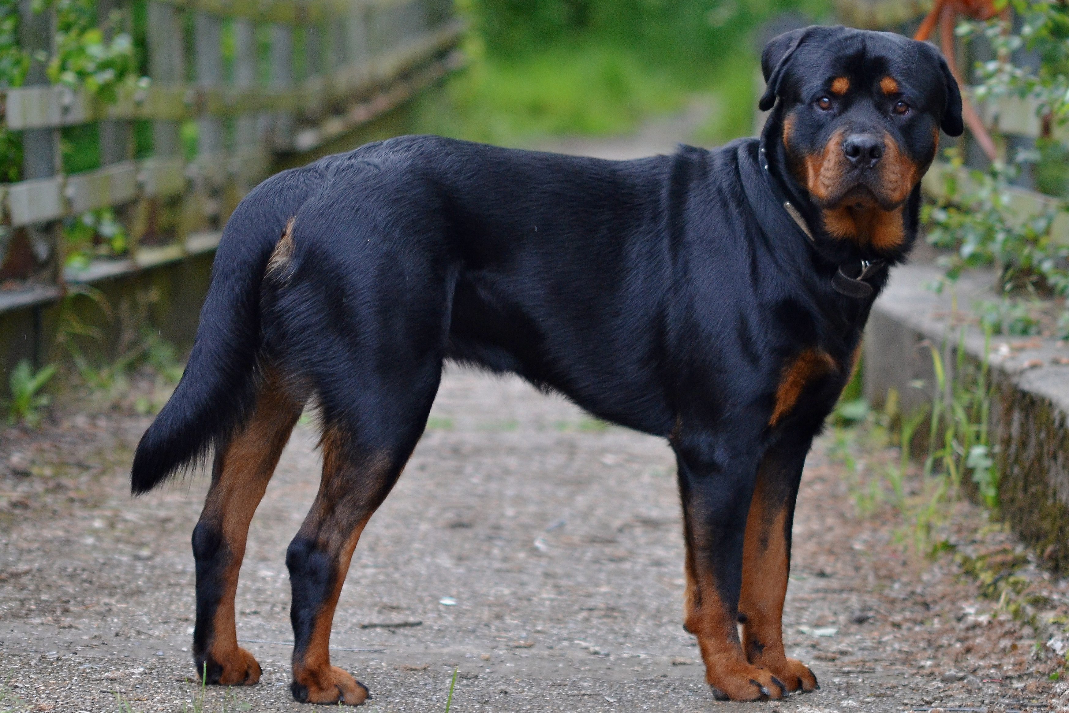 Rottweilers And Their Amazing Ability To Bond With Their Families