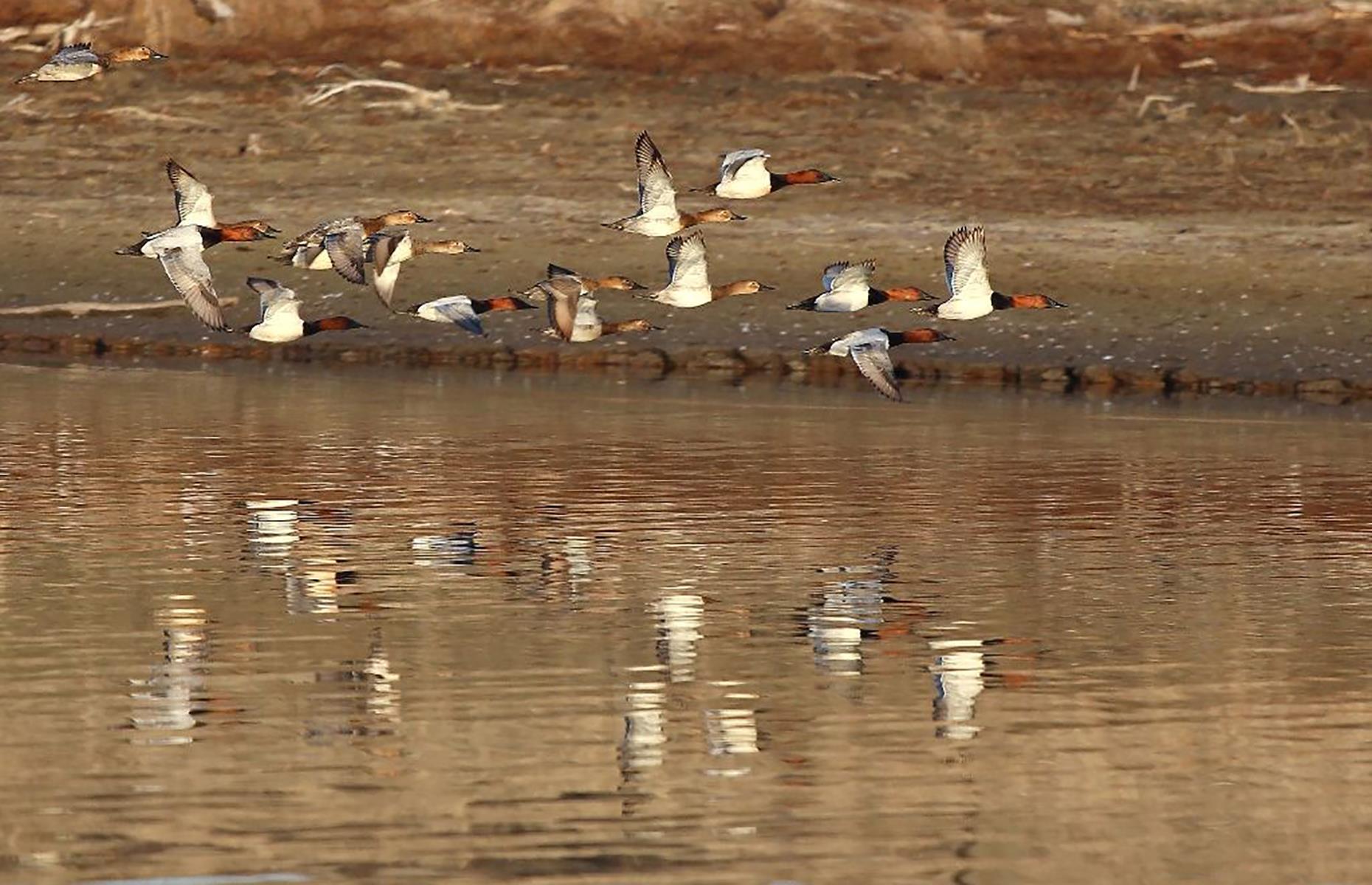 This Is Your State's Most Incredible Wildlife Encounter