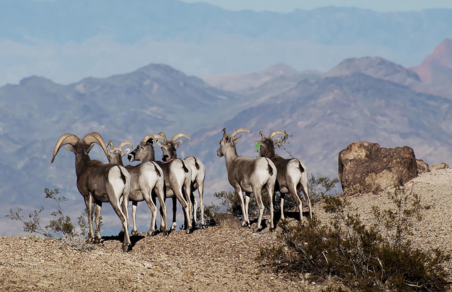 This Is Your State's Most Incredible Wildlife Encounter