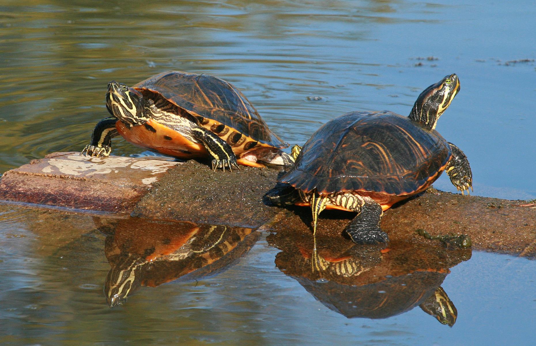 We've Found The Best Place To Spot Wildlife In Your State