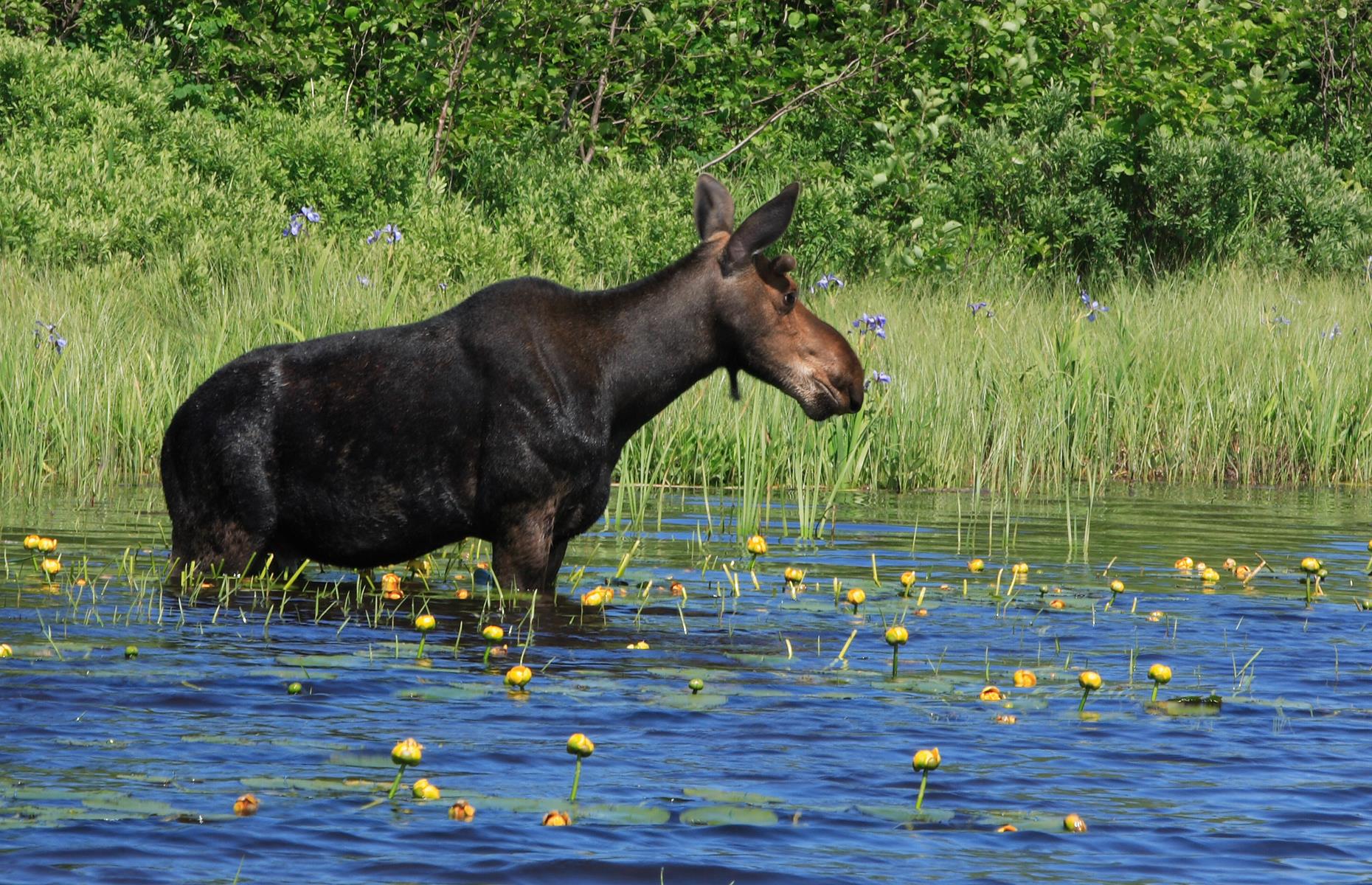 This Is Your State's Most Incredible Wildlife Encounter