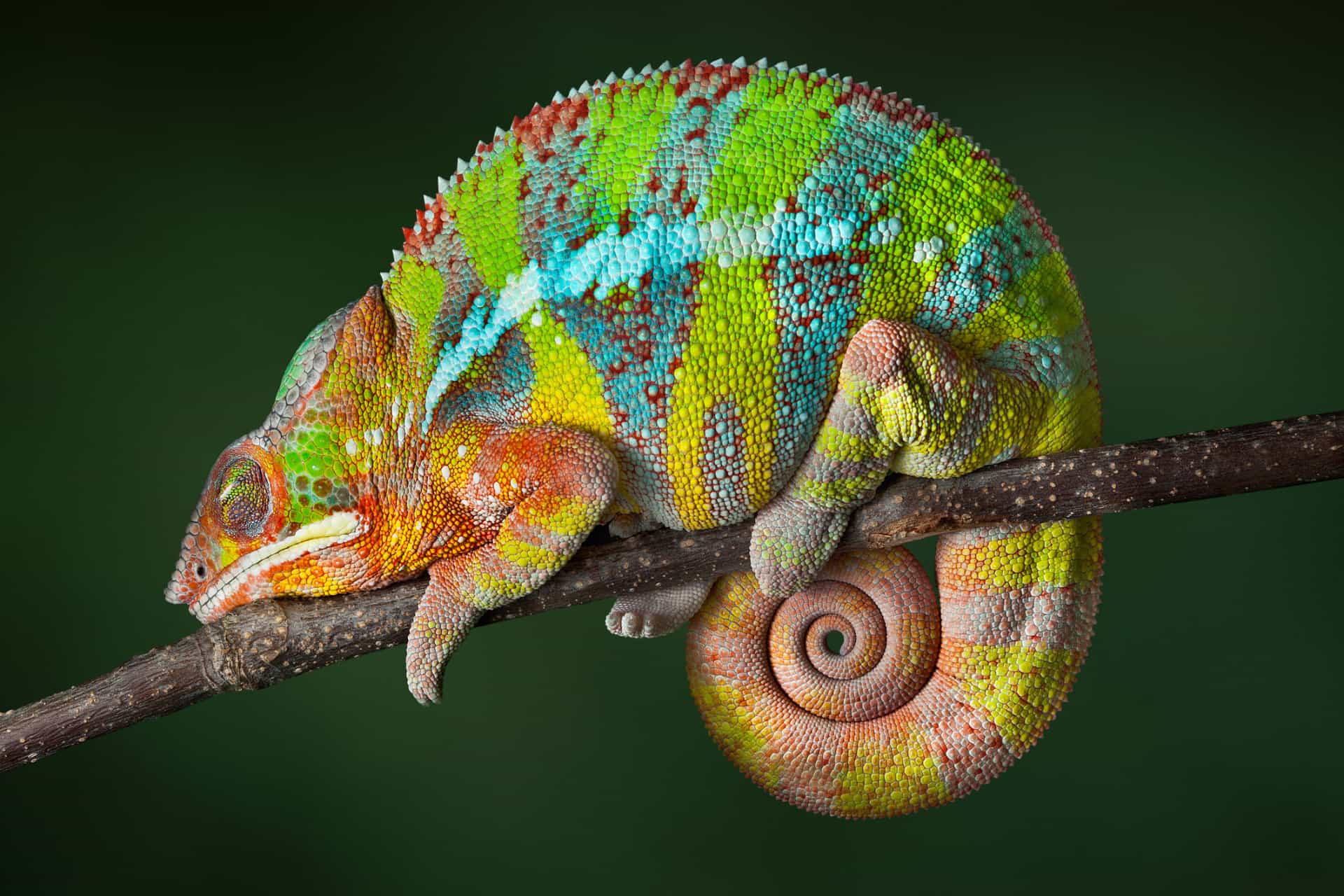 Possessing a vibrant, technicolor coat, this showy lizard is found in the eastern and northern areas of the island.