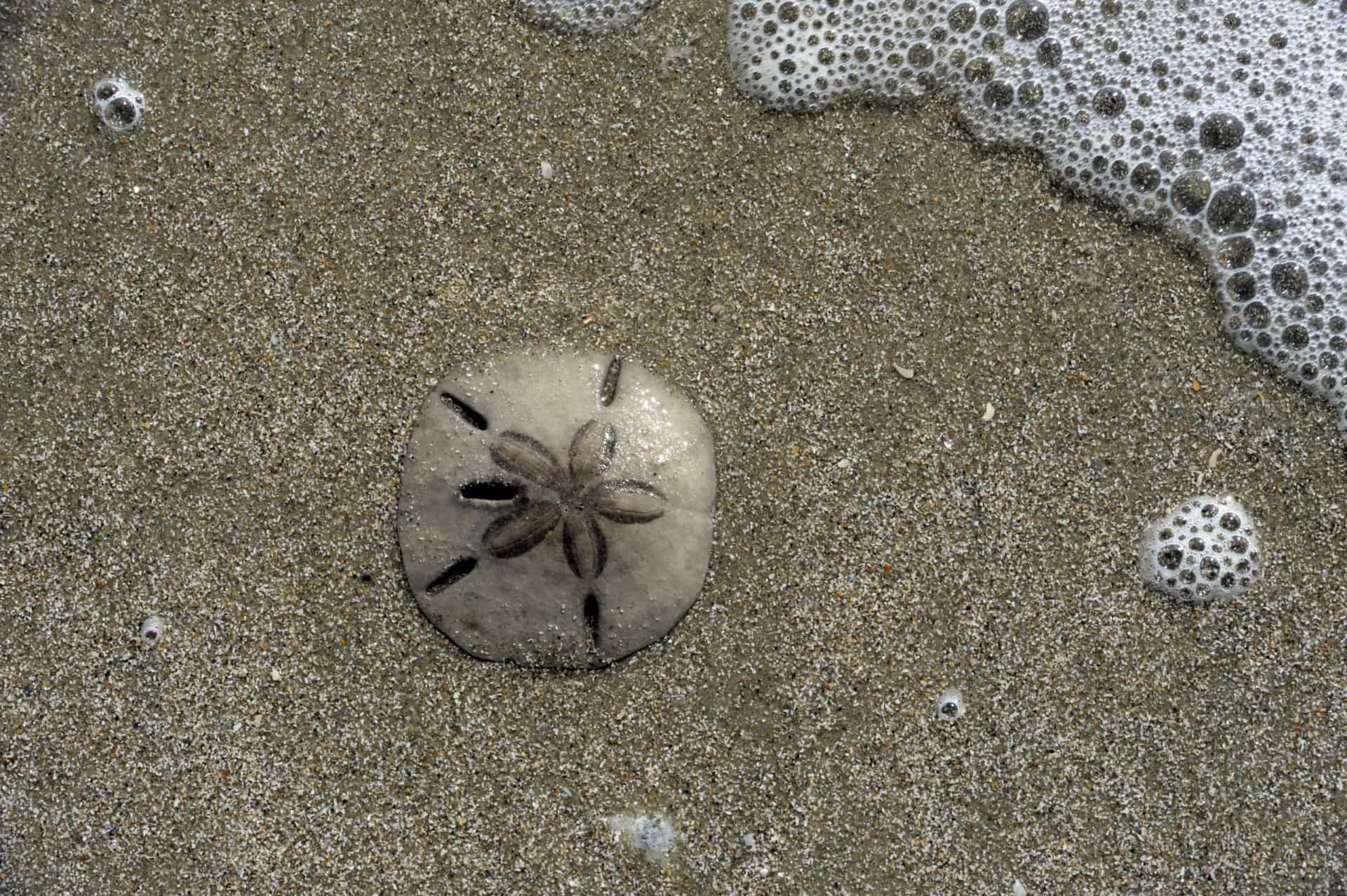 Slide 24 de 31: Diz a lenda que esse tipo de ouriço-do-mar foi deixado para trás por Jesus como uma ferramenta de evangelização.