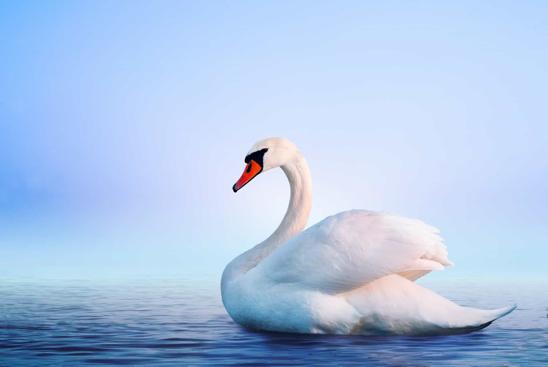 К чему снятся лебеди на воде. Лебедь во сне. К чему снятся лебеди. К чему снится лебедь белый. Лебеди в бело голубых тонах.