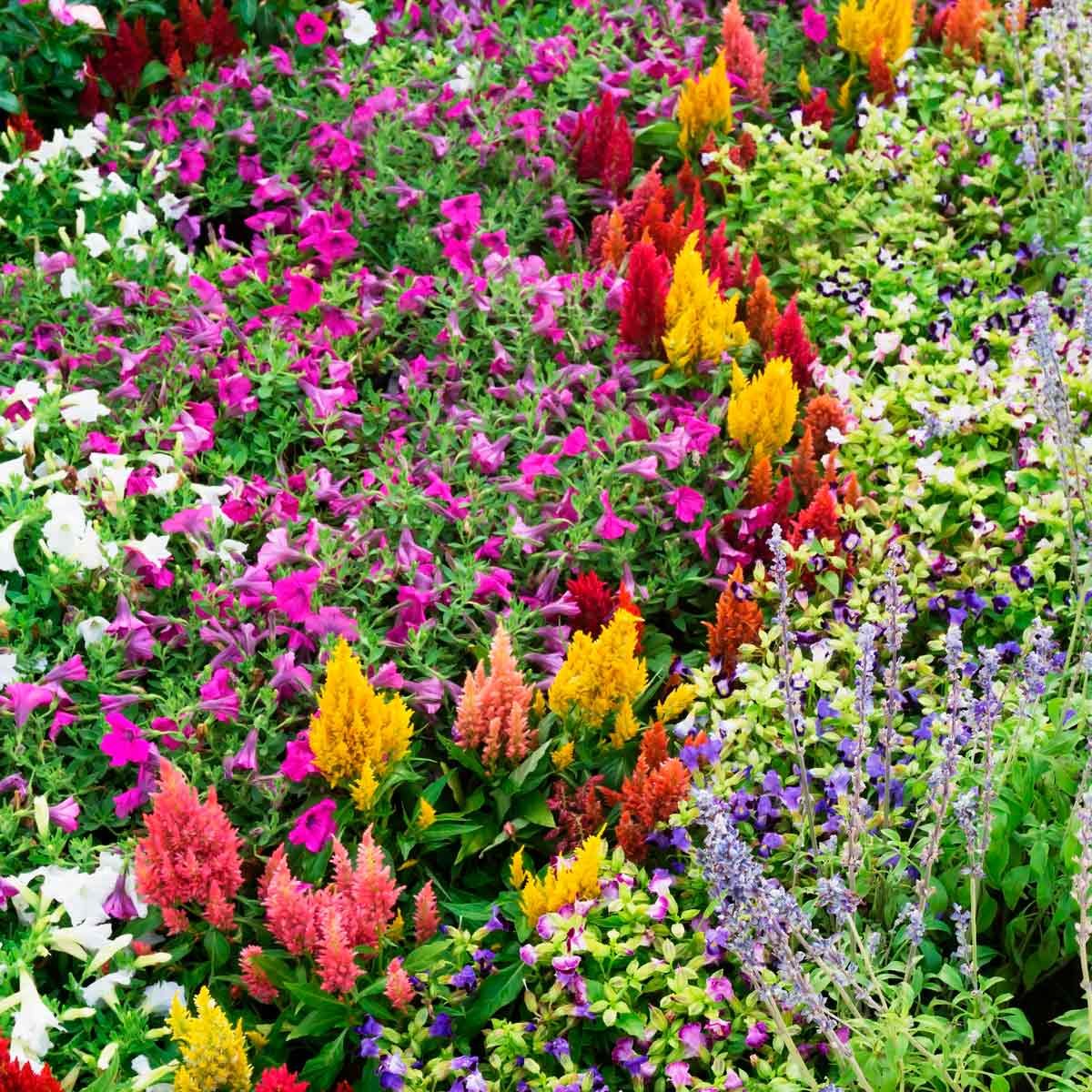 10 Flower Bed Ideas For Full Sun