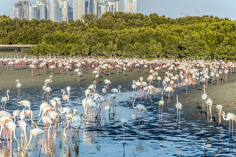 9 of the best places to see wildlife in the uae