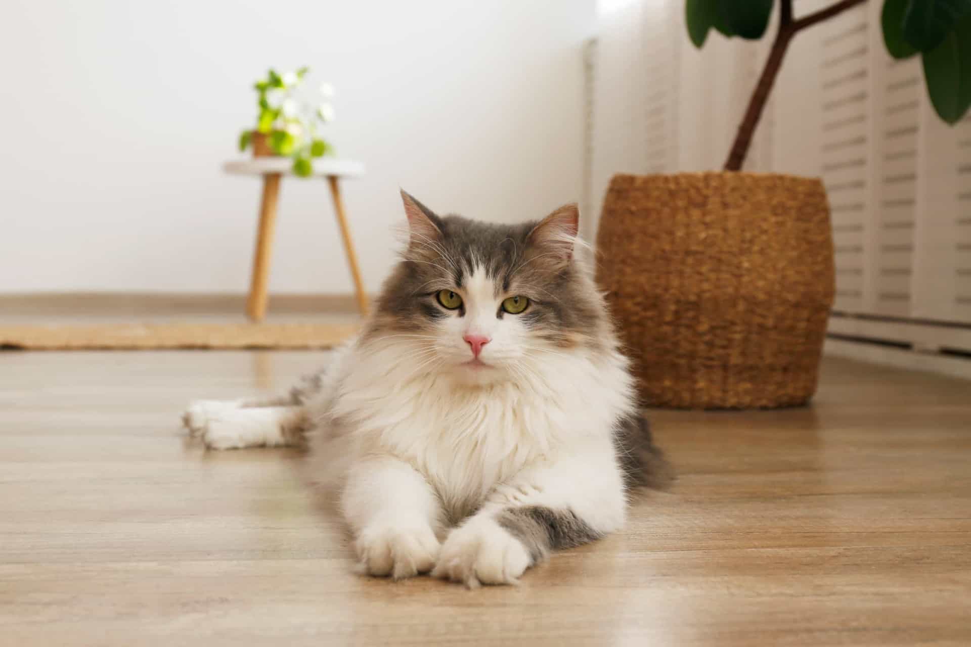 The best cat for you, based on your zodiac sign