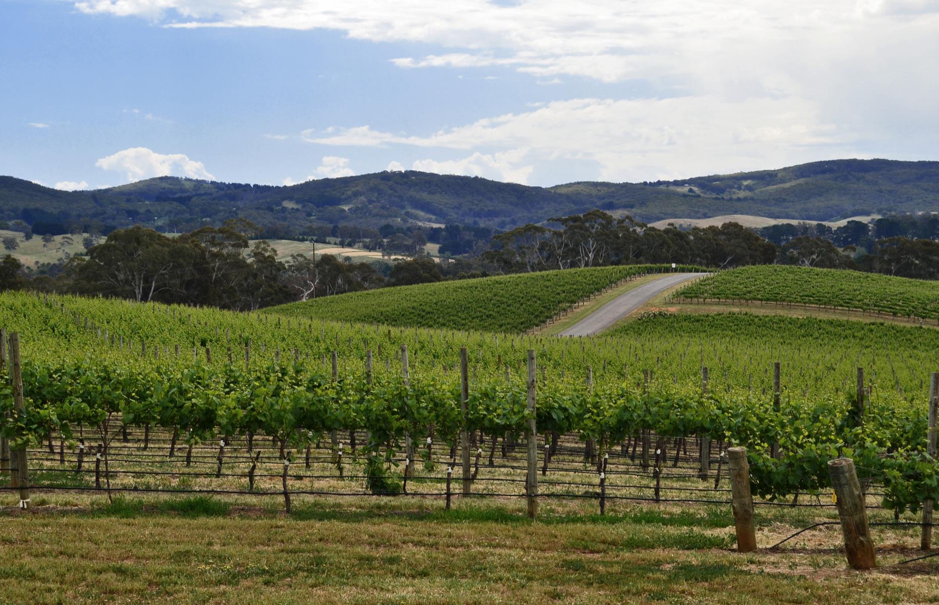 <p>As the home of some of the country’s oldest and most renowned wineries, South Australia is the state for oenophiles to navigate to. Happily, its picturesque wine regions are an easy drive from capital Adelaide (also a hot spot for wining and dining). Follow the road trip known as the <a href="https://southaustralia.com/travel-blog/epicurean-way-road-trip">Epicurean Way</a> to get your fill of the state's top drops and gourmet delights as you spend three days meandering around the vineyards, villages, farmers' markets and restaurants of four fantastic wine regions: McLaren Vale, Adelaide Hills, Barossa and Clare Valley.</p>  <p><strong><a href="https://www.facebook.com/loveexploringUK?utm_source=msn&utm_medium=social&utm_campaign=front">Love this? See our Facebook page for more travel inspiration</a></strong></p>