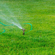 7 Organic Lawn Care Tips To Try This Year