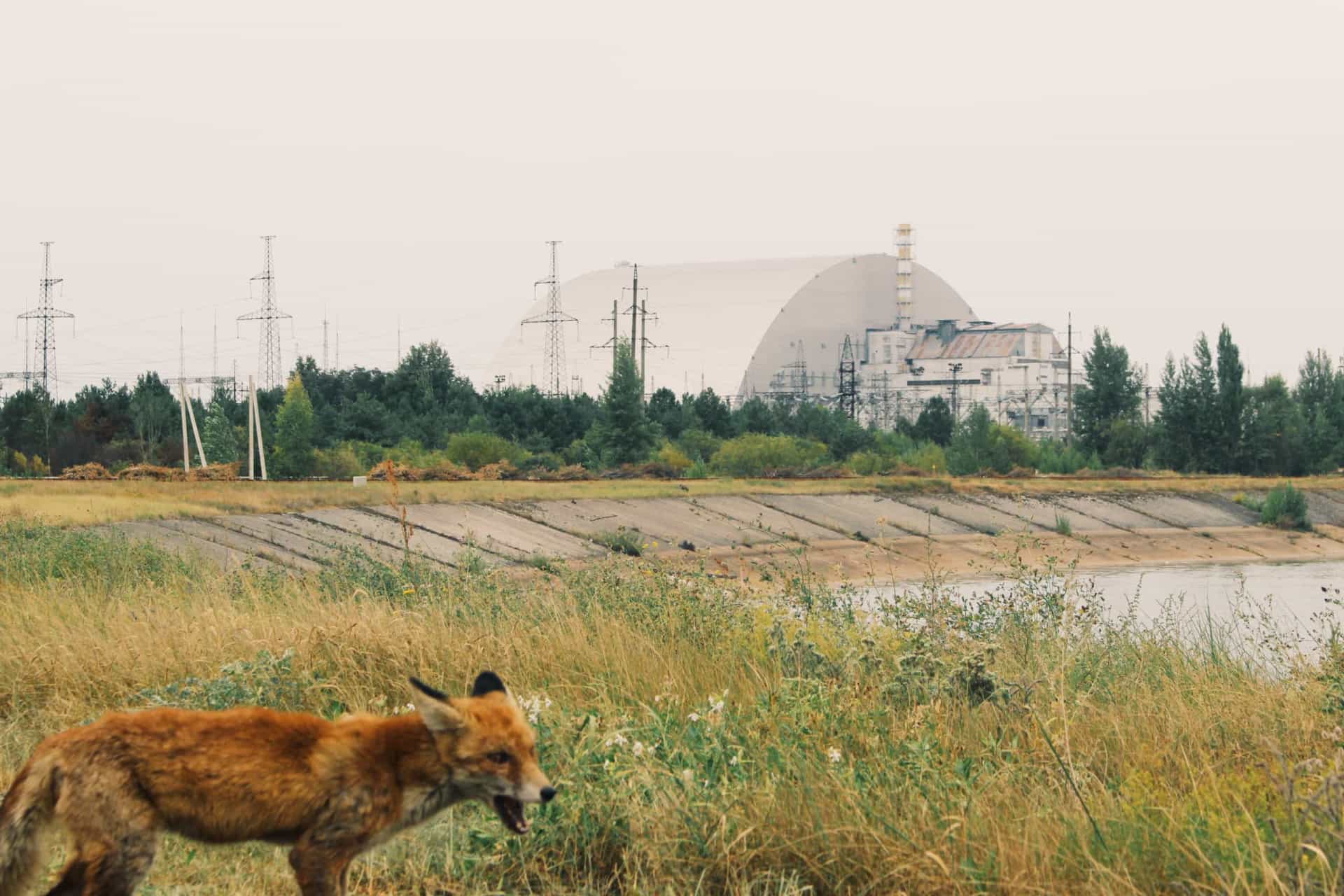 Gibt es heute radioaktive Tiere rund um Tschernobyl?