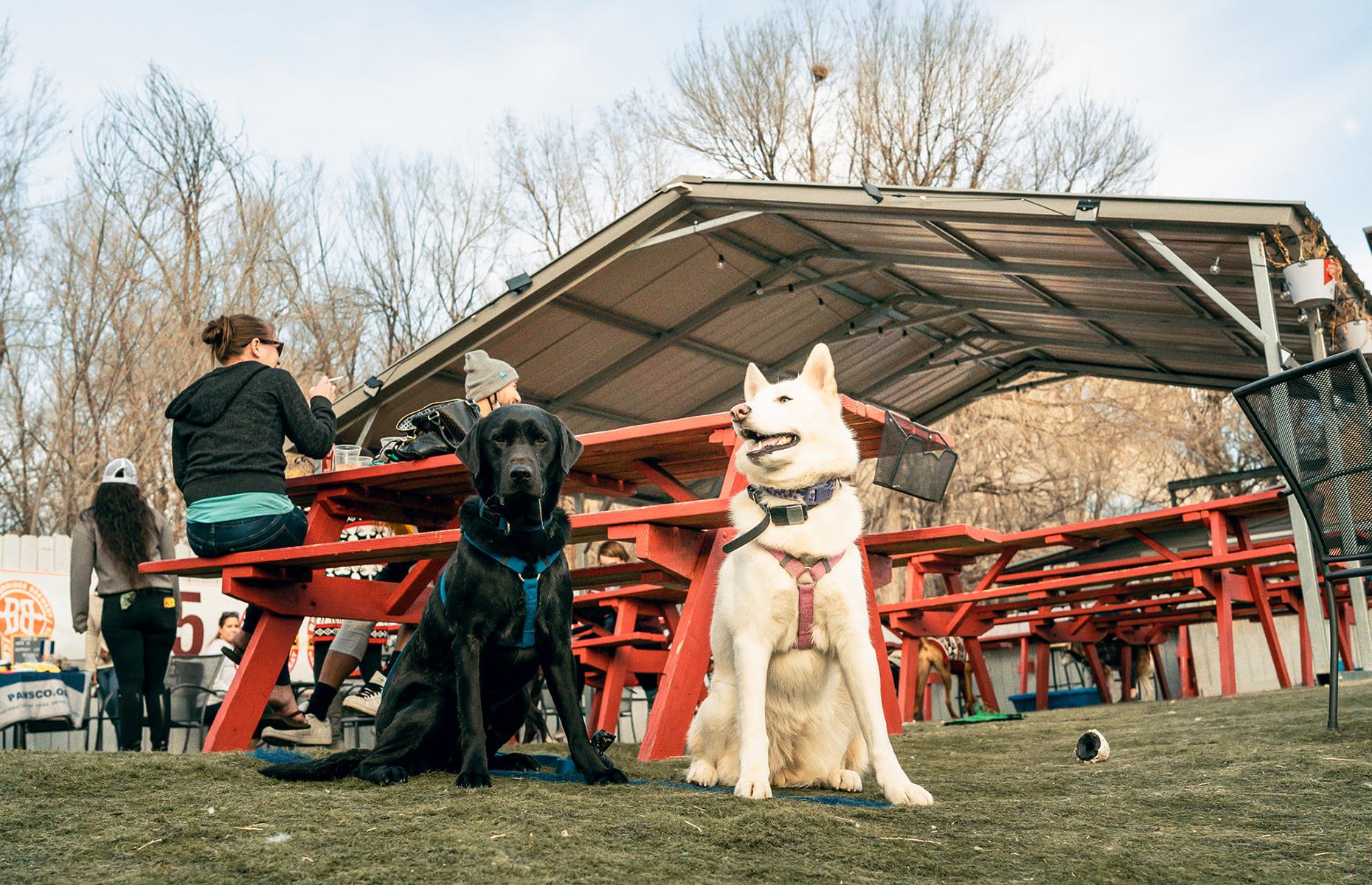 <p>Restaurants don't come much more dog-friendly than <a href="https://www.yelp.com/biz/watering-bowl-denver">this favorite spot in Denver</a>. Part dog park, part restaurant, <a href="https://denverwateringbowl.com">The Watering Bowl</a> has a huge outdoor patio area for your pups to roam off leash while you imbibe. Expect chicken wings with zingy dressings such as sriracha or teriyaki pineapple, mammoth burgers and tacos on the menu as well as plenty of Colorado beers to taste. They hold dog parties and special events and proceeds from their branded dog tags go to a dog rescue charity.</p>