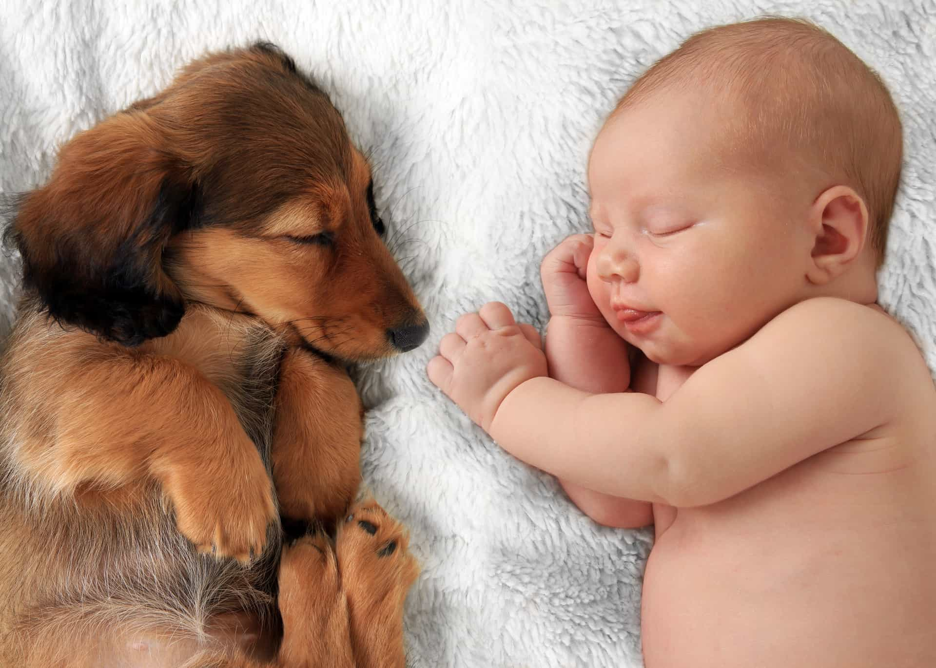 baby-s-best-friend-best-dog-breeds-to-have-around-infants