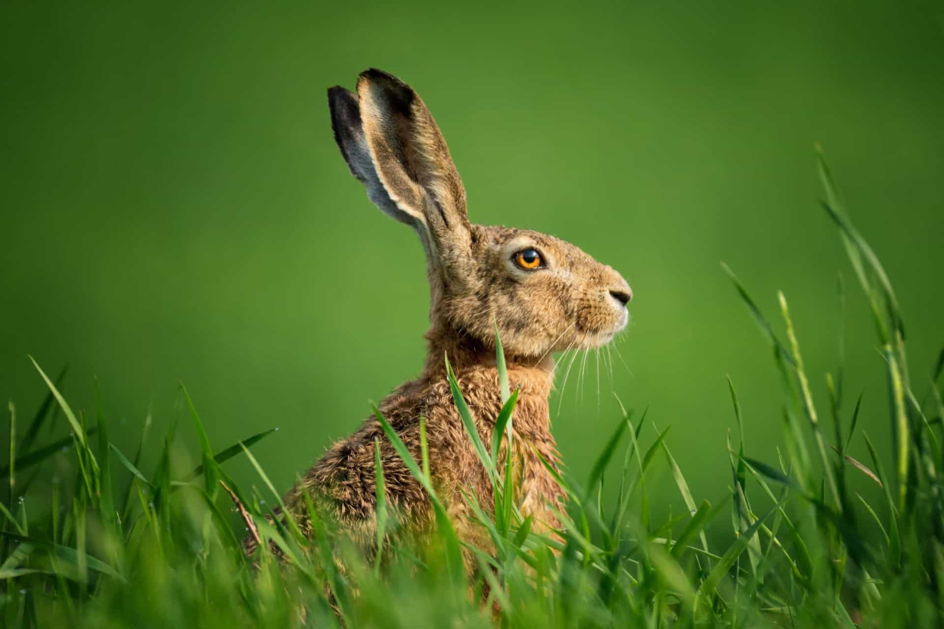 Folklore, myth, and fact around the spring equinox