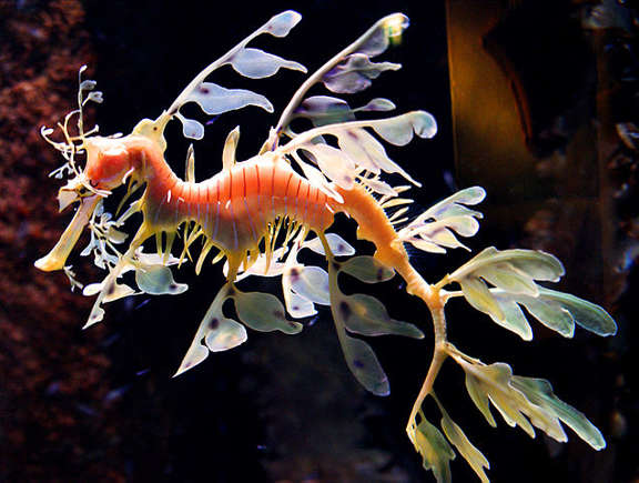 Dragão-marinho folhado - Pertence à família dos cavalos-marinhos. Tem um formato que parece de alga marinha, com uma espécie de "folha" flutuando junto ao seu corpo, o que o ajuda a se esconder.