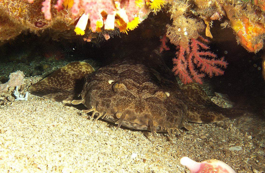 Tubarão Wobbegong - Vivem a maior parte do tempo descansando no fundo do mar. A maioria tem no máximo 1,25 metro de comprimento, mas o maior atinge 3 metros. São camuflados com um padrão simétrico de manchas que lhe dão a aparência de um tapete.