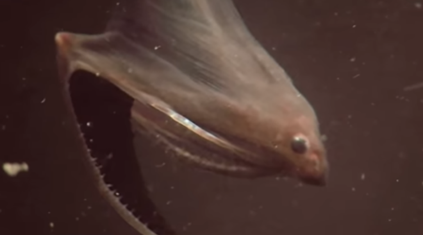 Enguia-pelicano - É um peixe abissal também chamado de peixe-boca-de-guarda-chuva, por causa de sua enorme boca. A mandíbula inferior em forma de bolsa lembra a de um pelicano, daí seu nome. A boca é frouxamente articulada e abre o suficiente para engolir peixes maiores.