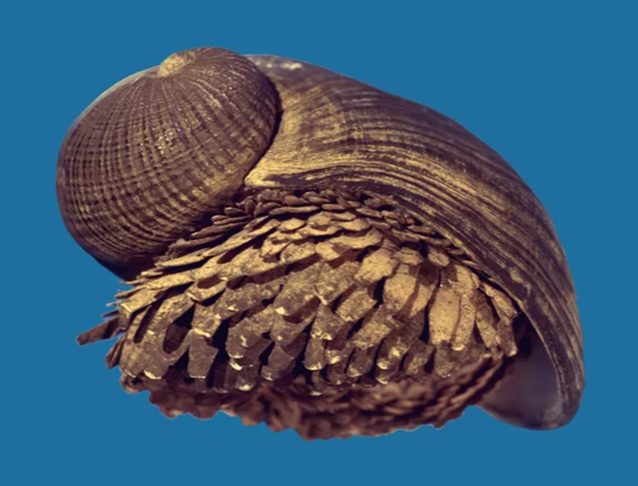 Mais uma do caramujo-de-ferro: Pesquisadores financiados pelos EUA estudam essa concha reforçada para verificar se pode ser útil na confecção de equipamentos e armaduras militares.