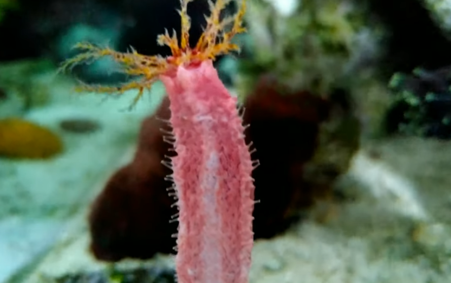 Mas muitas criaturas marítimas com formatos curiosos e habilidades especiais já são catalogadas. Veja algumas..