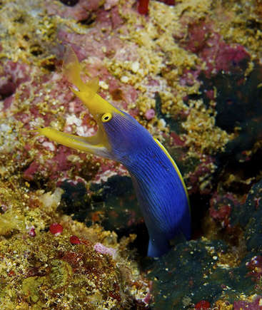Moreia-fita - Vive em tocas feitas de areia ou corais e se alimenta de peixes e crustáceos. Pode mudar de sexo várias vezes - de macho para fêmea e vice-versa - ao longo da vida.