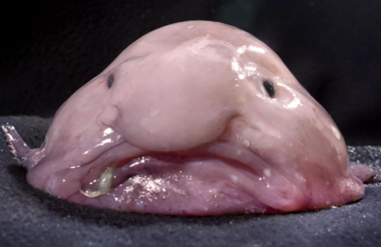 Peixe-bolha - Vive na escuridão a até 1.200 metros de profundidade. Ele nunca sobe às zonas claras, a menos de 300 metros. Para suportar a pressão da água nessa profundidade, a espécie possui ossos flexíveis e carne molenga como gelatina.