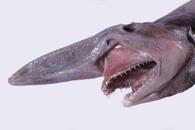Tubarão-duende - Um dos mais antigos tubarões, é raro de ser encontrado. Tem nariz achatado, corpo rosado e flácido e dentes em forma de pregos. O peixe mede de três a quatro metros de comprimento, na idade adulta. Alimenta-se de lulas, camarões, polvos e outros moluscos.