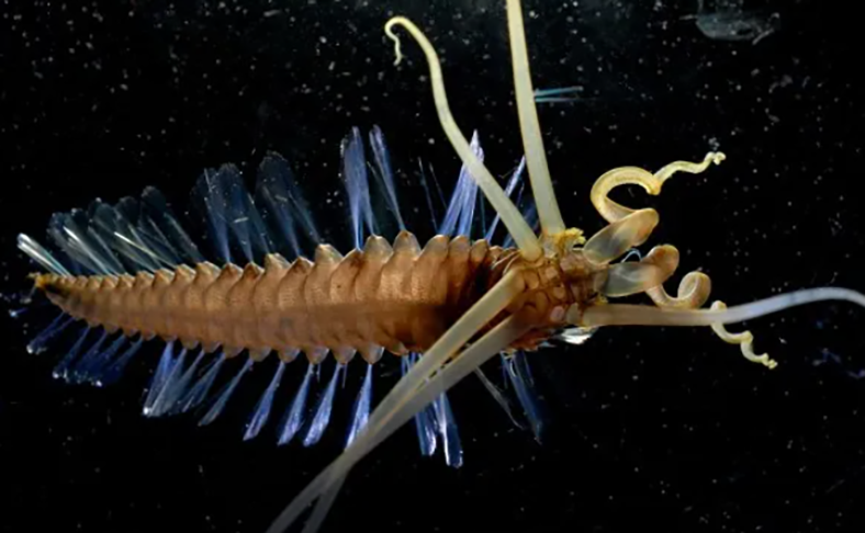 Verme-lula - É pequeno (9 cm de comprimento por 1 cm de largura) e se alimenta de neve marinha (partículas de matéria orgânica que caem no fundo do mar)
