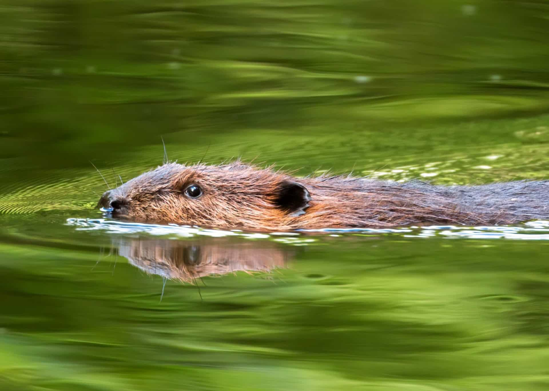 Iconic North American wildlife