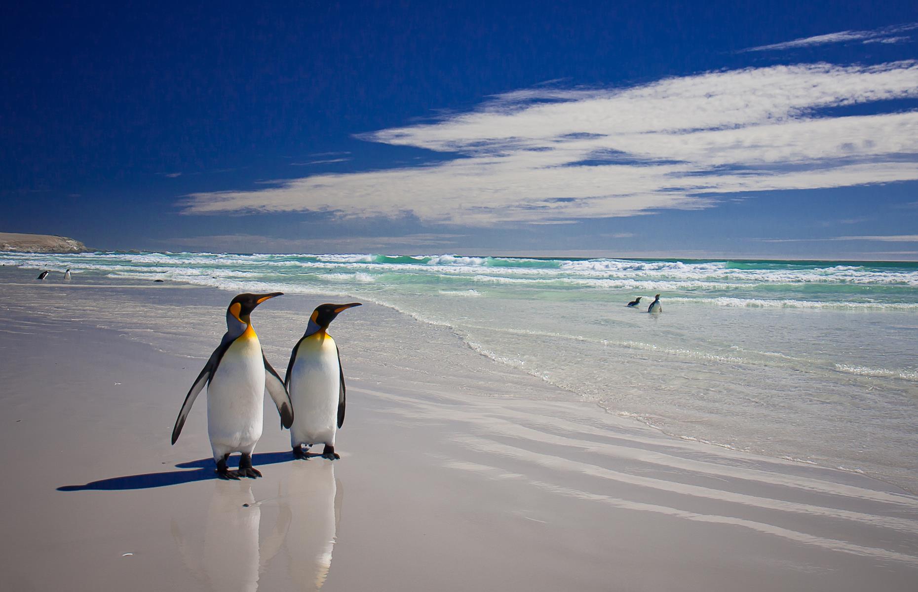 <p>This far-flung archipelago might only be home to 3,000 humans, but around 70% of the world’s population of black-browed albatross call the desolate Falkland Islands home. If you like untouched seascapes, wild weather and birds, then this collection of 700-plus islands strewn 400 miles (650km) off the southeast coast of South America is pretty perfect. You’ll see more penguins waddling along its unspoiled white sand beaches than humans. Other wildlife wows come from the lumbering southern elephant seals, whales and dolphins you’ll likely spot on a cruise around the archipelago’s rugged coastlines.</p>