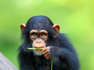 Humans can still speak chimp, study shows