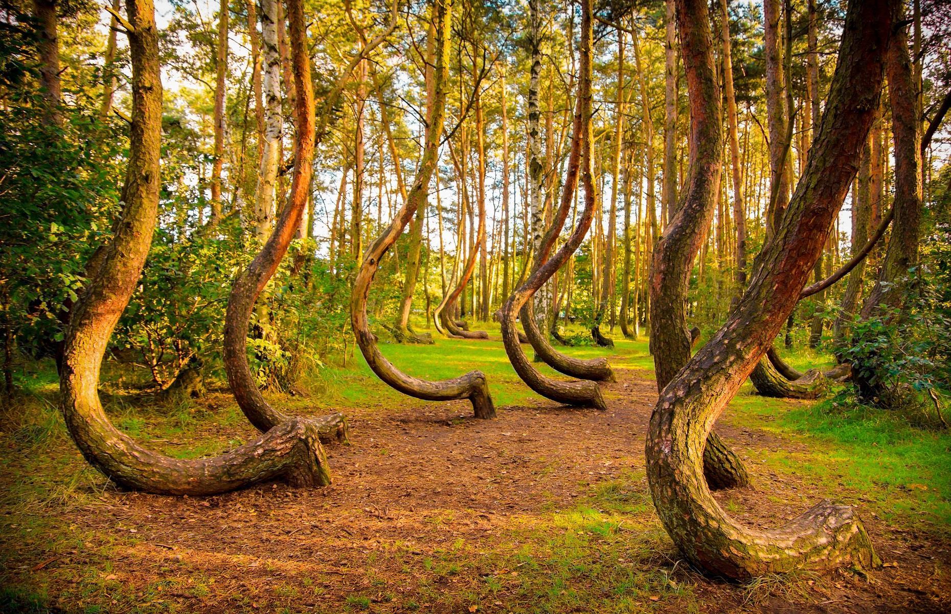 <p>With its J-shaped tree trunks, the aptly named Crooked Forest is as baffling as it is beautiful. Located near the Polish city of Gryfino, it’s home to more than 400 pine trees believed to have been planted in the 1930s and each displaying a curved trunk. Stranger still, the vast majority of them bend in a northward direction. Arboriculturists (tree scientists) have debated how this otherworldly landscape came to be but so far no one has been able to explain it.</p>