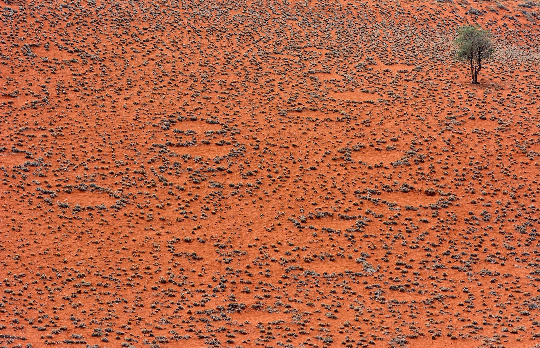 <p>One theory suggests that underground termites help to shape the circles, while another proposes that competition between different grasses in the desert is behind their formation. In 2021, a new study by researchers at the University of Pretoria argues that the distinctive markings are created as a plant releases toxic sap into the ground when it dies, stopping other plants from growing in these regions. The study’s authors noted that rising temperatures in Namibia may have fueled increased competition between these plants, causing more of them to die and creating more fairy circles.</p>  <p><a href="https://www.loveexploring.com/gallerylist/89068/the-most-mysterious-places-on-earth"><strong>Next, discover the most mysterious places on the planet</strong></a></p>
