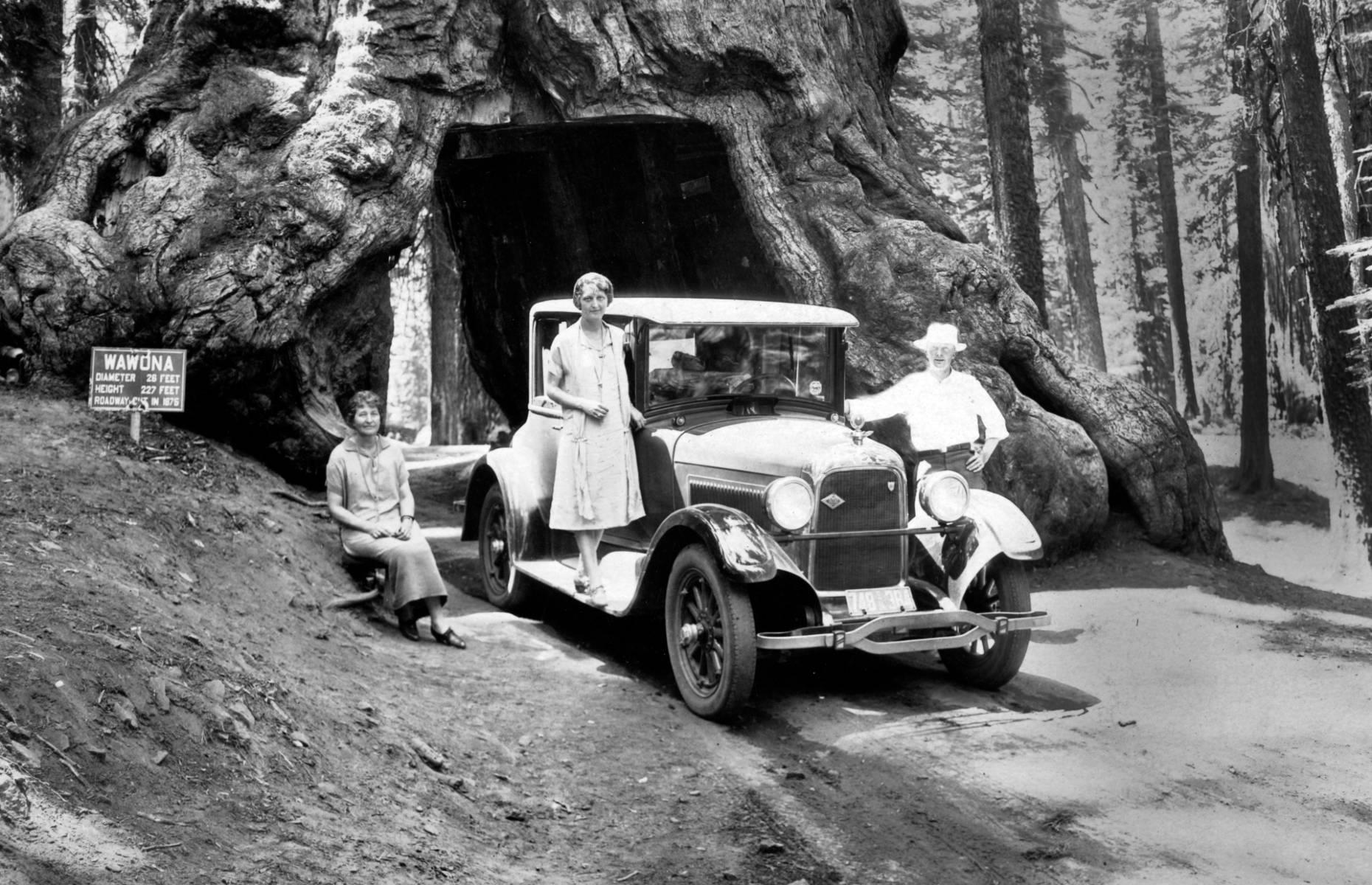 We wouldn’t dream of cutting a hole in a giant sequoia today, but back in 1881 a tunnel big enough to drive through was carved in the towering Wawona Tree in Yosemite National Park. Intended to be a tourist attraction, the 227-foot (69m) tree certainly drew in plenty of early road trippers such as this family. Sadly, the 2,100-year-old beauty fell in 1969, partly due to the fact the tunnel had weakened its base.