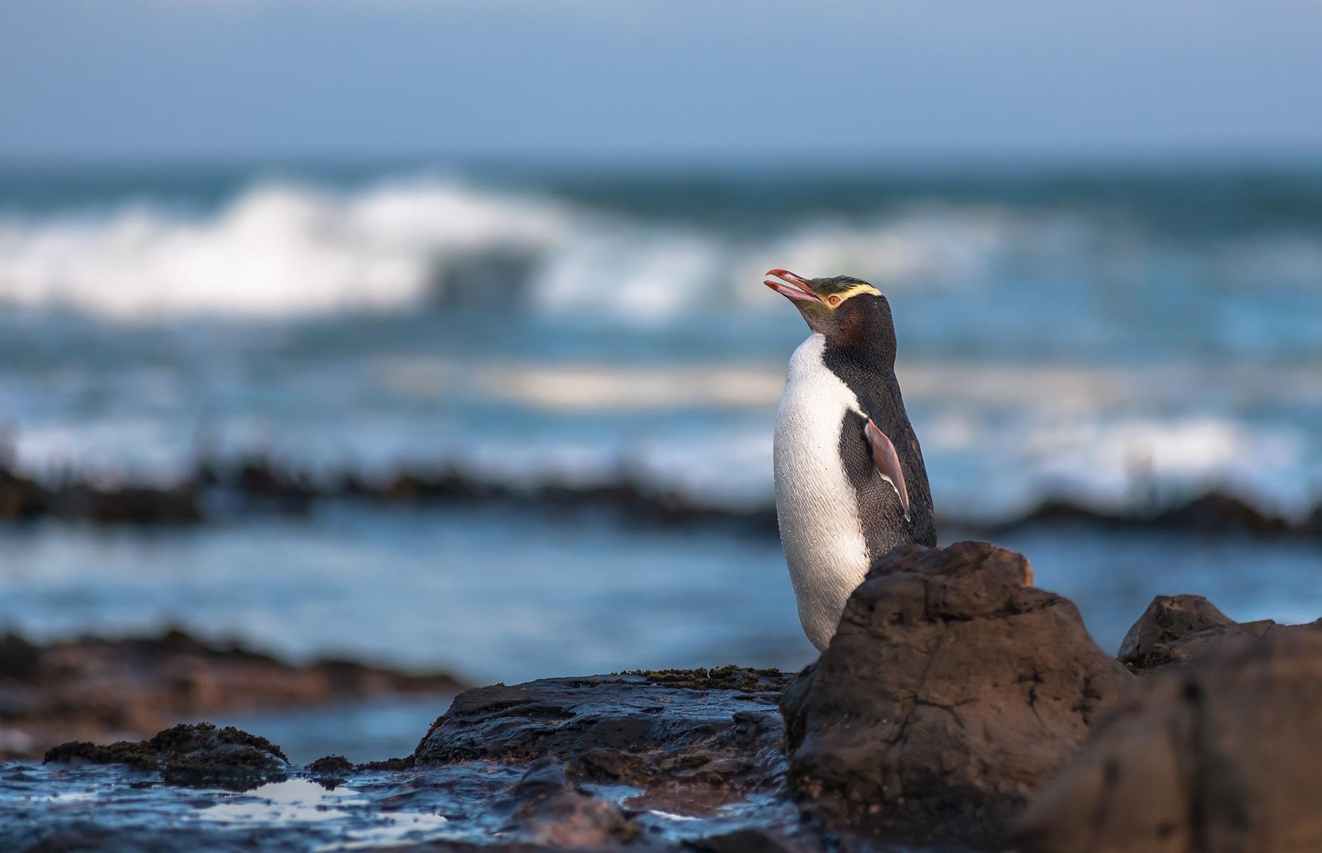 <p>The world’s rarest species of penguin, the yellow-eyed penguin (Megadyptes antipodes), or hoiho, can be spotted at <a href="https://www.doc.govt.nz/parks-and-recreation/places-to-go/otago/places/catlins-coastal-area/curio-bay-porpoise-bay/">Curio Bay</a> in The Catlins. The southeast corner of the South Island is home to these protected birds and it’s estimated there are only around 6,000 to 7,000 of them left in the wild in New Zealand.</p>