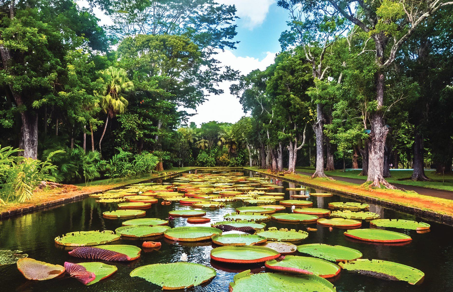 Sir Seewoosagur Ramgoolam Botanical Garden, Port Louis, Mauritius