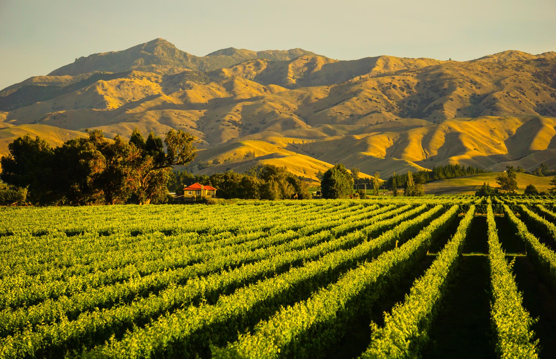 New Zealand's wine regions extend from Northland to Central Otago and tours, tastings and long lunches are practically obligatory. Marlborough wine region (pictured) is at the top of the South Island and is famous for producing world-class Sauvignon Blancs. Touring by bicycle is the perfect way to explore this gently undulating region.