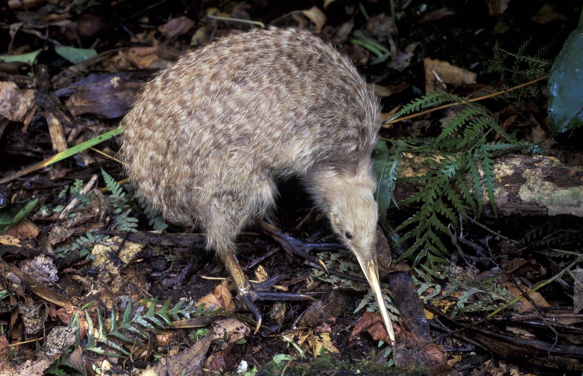 You might hear the distinctive call of kiwis at night, but spotting the flightless bird by chance is highly unlikely as they are generally nocturnal and also an endangered species. Outside of wildlife sanctuaries and bird parks, you might get the opportunity to see one in the wild on Stewart Island, or Rakiura in Māori.